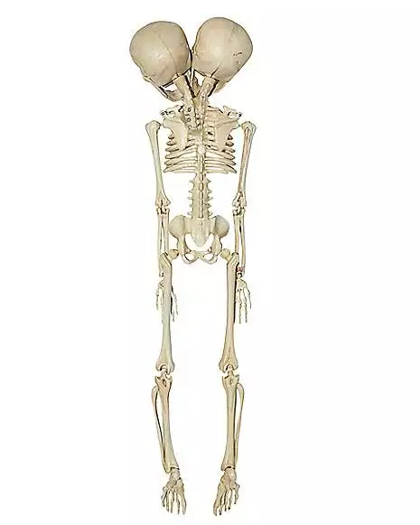 20 Inch Two-Headed Skeleton 20 Inch Two-Headed Skeleton -Cosplay Shop 01344241 b
