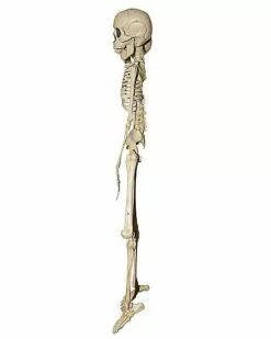 20 Inch Two-Headed Skeleton 2 20 Inch Two-Headed Skeleton -Cosplay Shop 01344241 c
