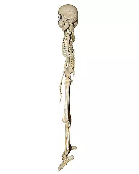 20 Inch Two-Headed Skeleton 20 Inch Two-Headed Skeleton -Cosplay Shop 01344241 c