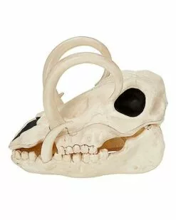 Boar Skull 5 Boar Skull -Cosplay Shop 01528785 d