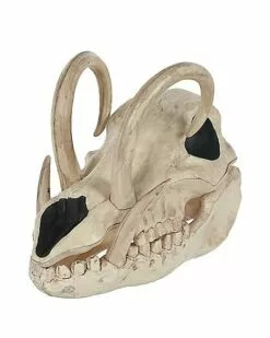 Boar Skull