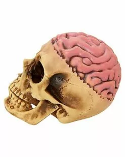 Skull With Brain Decoration -Cosplay Shop 01573070 d