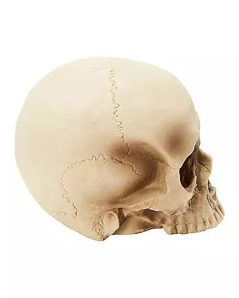 Jawless Skull Set - 3 Pack Jawless Skull Set - 3 Pack -Cosplay Shop 07641780 c