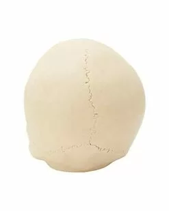 Jawless Skull Set - 3 Pack 3 Jawless Skull Set - 3 Pack -Cosplay Shop 07641780 d